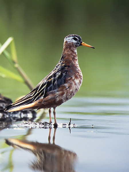 Isovesipääsky, Red Phalarope, Phalaropus fulicarius